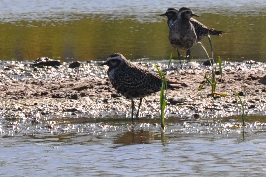American Golden-Plover - ML641535886
