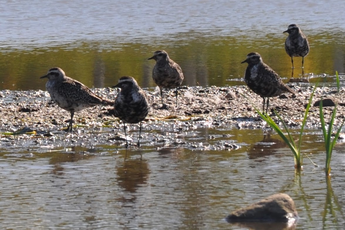 American Golden-Plover - ML641535887