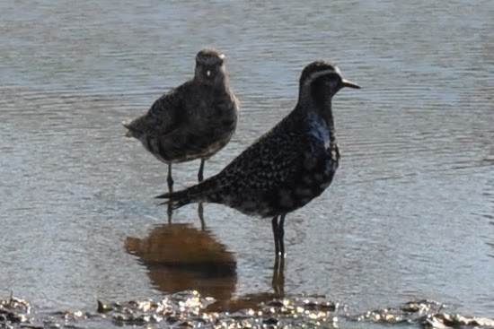 American Golden-Plover - ML641535888