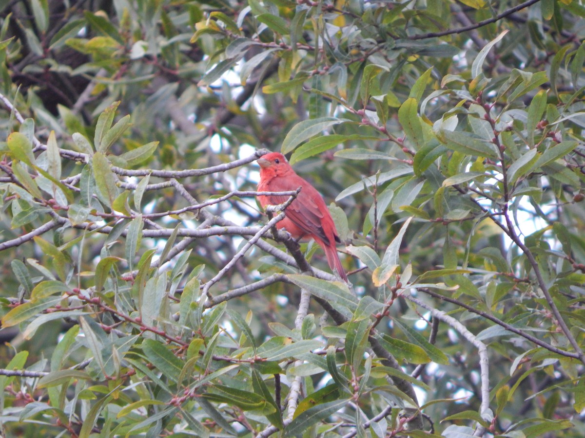 Summer Tanager - ML641535899