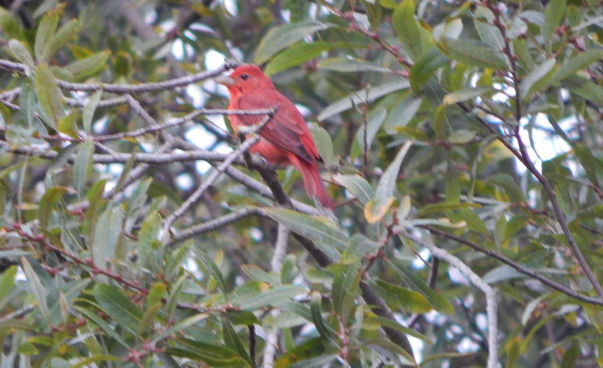 Summer Tanager - ML641535913