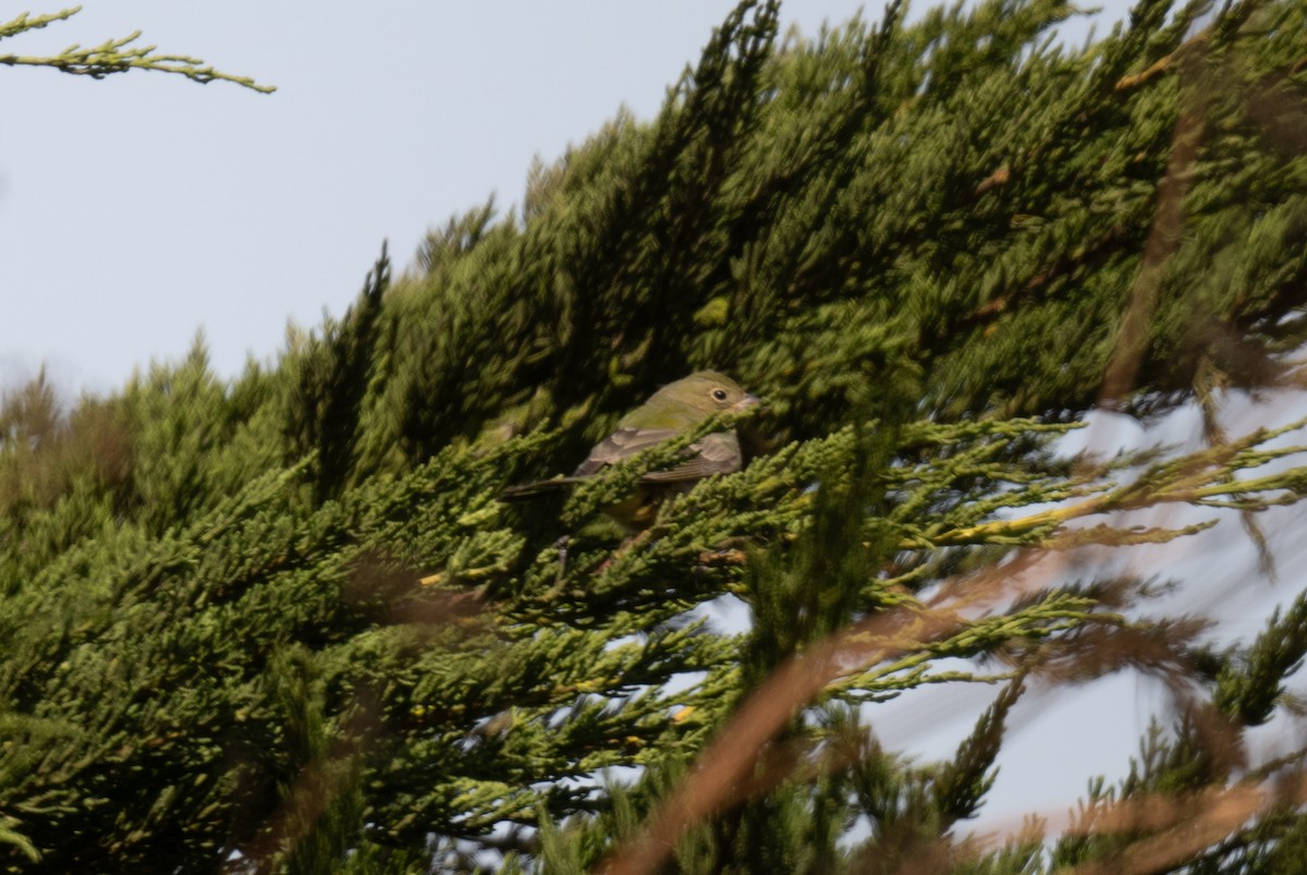Painted Bunting - ML641535945