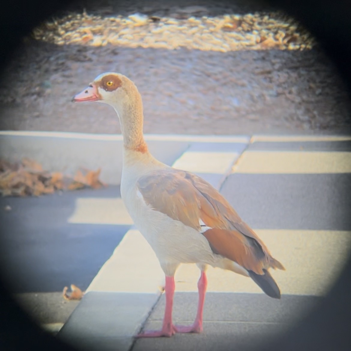 Egyptian Goose - ML641535960