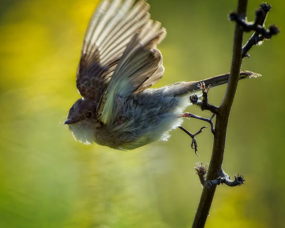 Eastern Phoebe - ML641535994