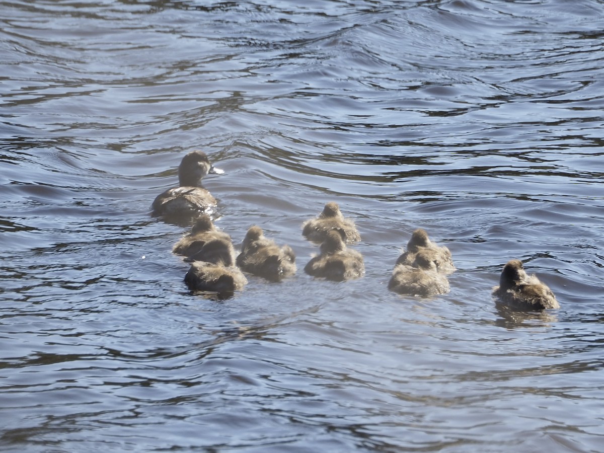 Ruddy Duck - ML641536079