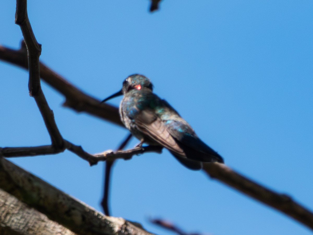 White-vented Violetear - ML641536094