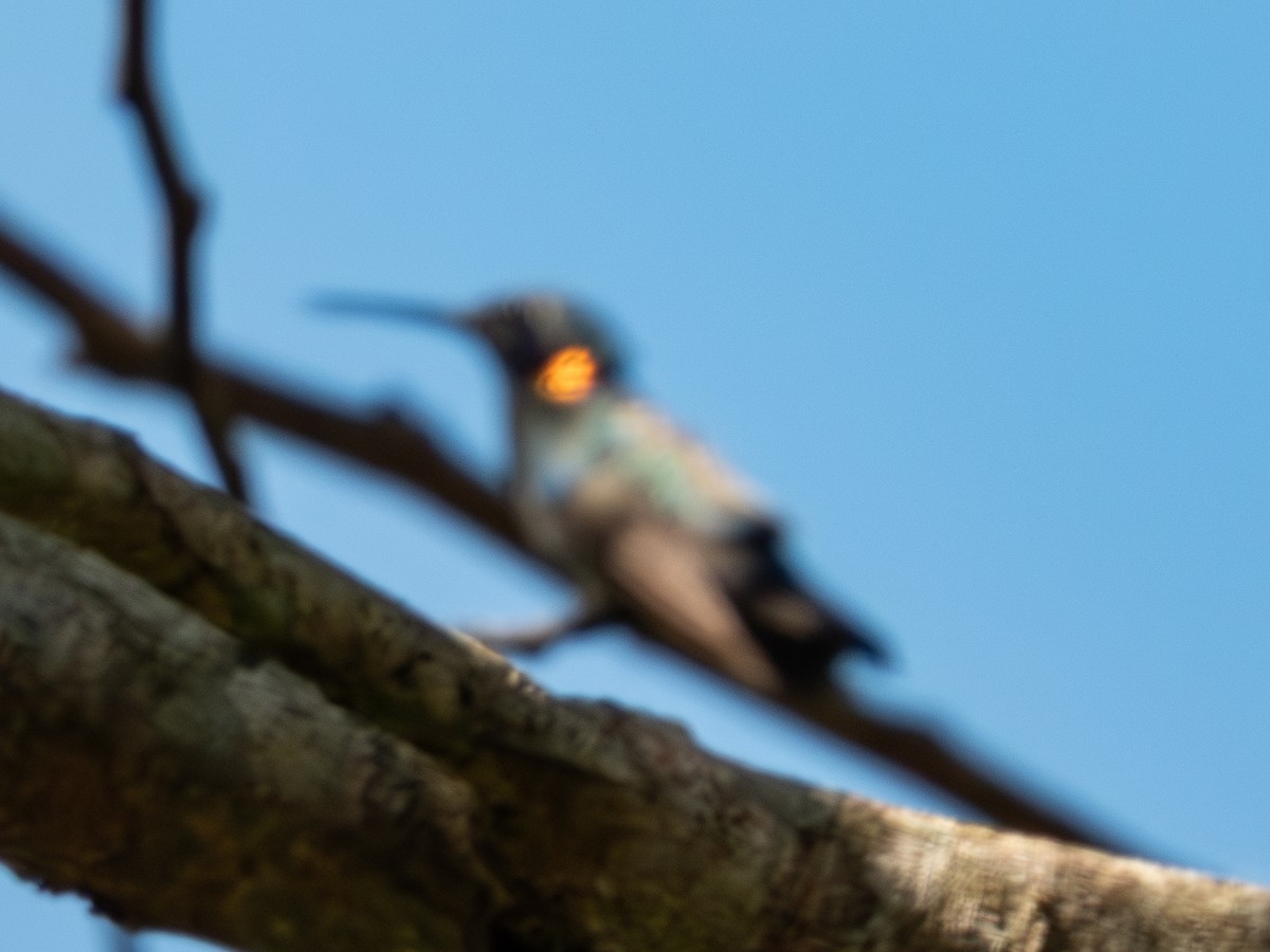 White-vented Violetear - ML641536101