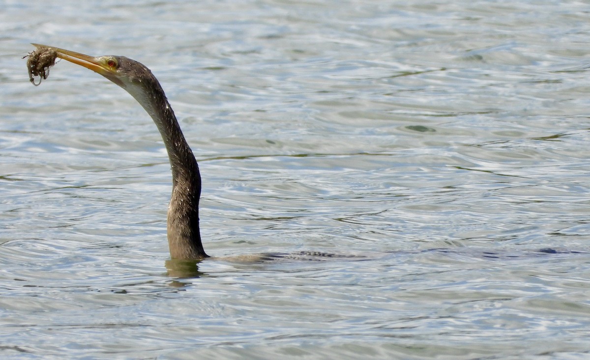 Anhinga - ML641536105