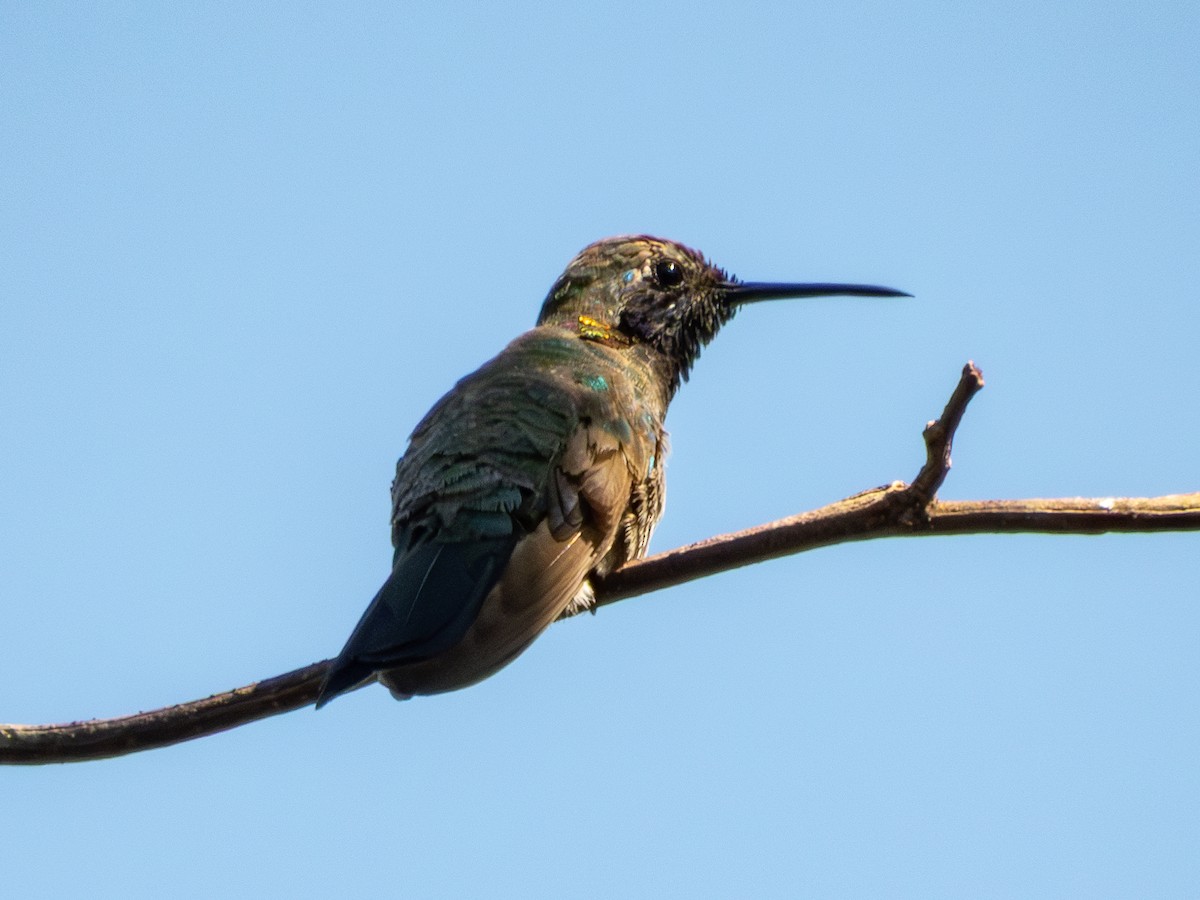 White-vented Violetear - ML641536115