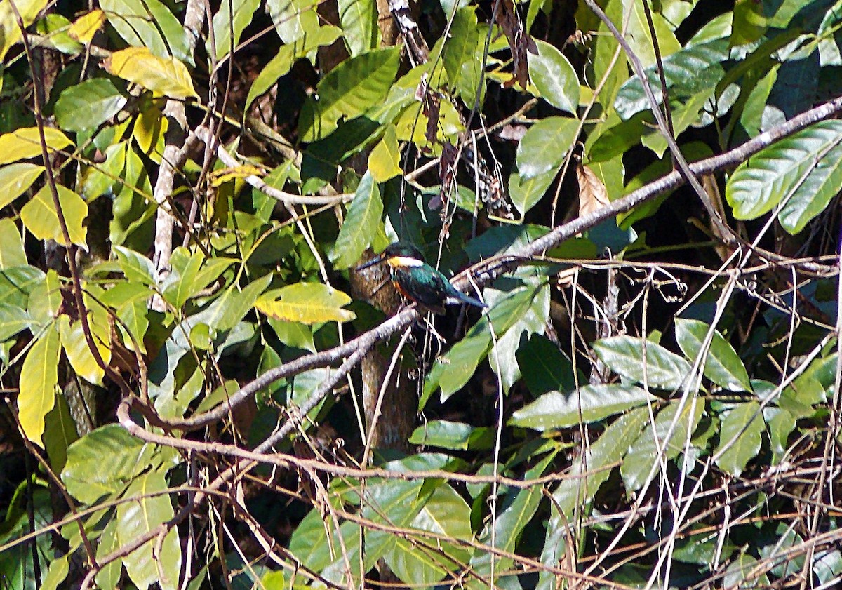 American Pygmy Kingfisher - ML641536118