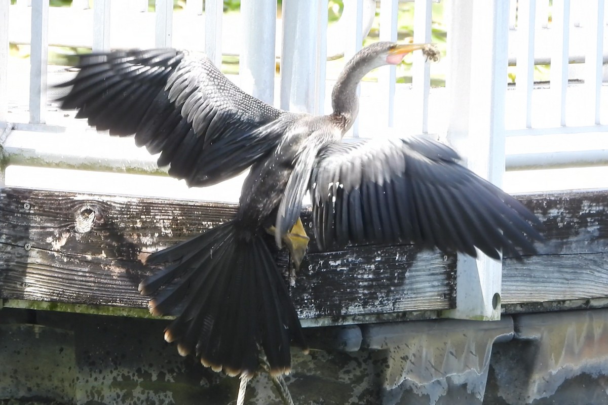 Anhinga - ML641536129