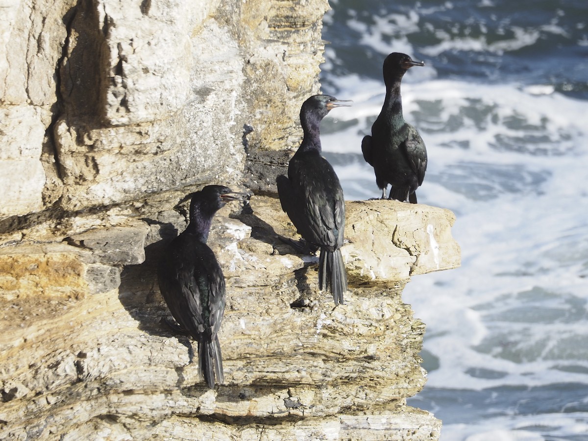 Pelagic Cormorant - ML641536189