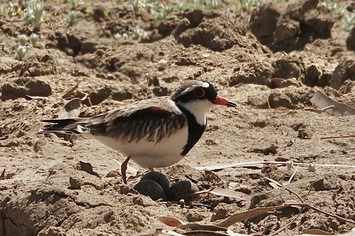 Black-fronted Dotterel - ML641536194