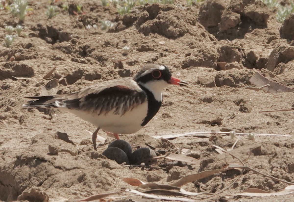 Black-fronted Dotterel - ML641536195