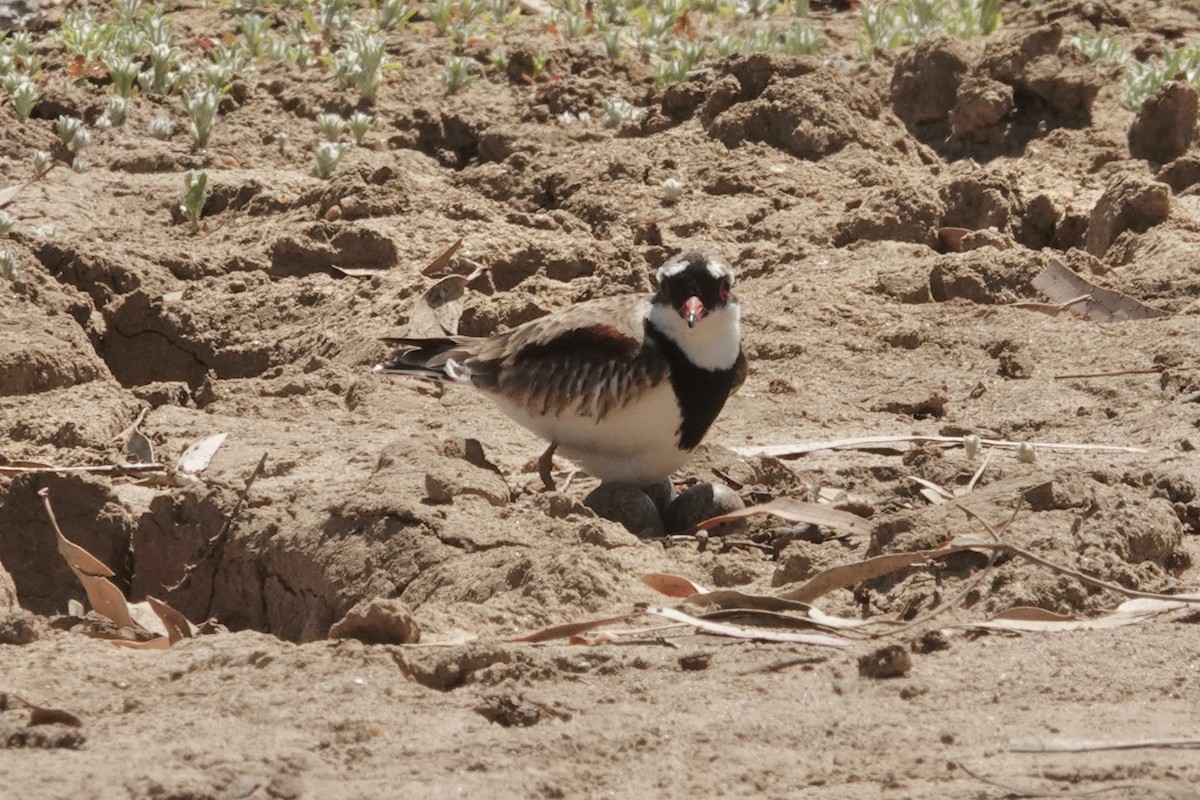 Black-fronted Dotterel - ML641536196