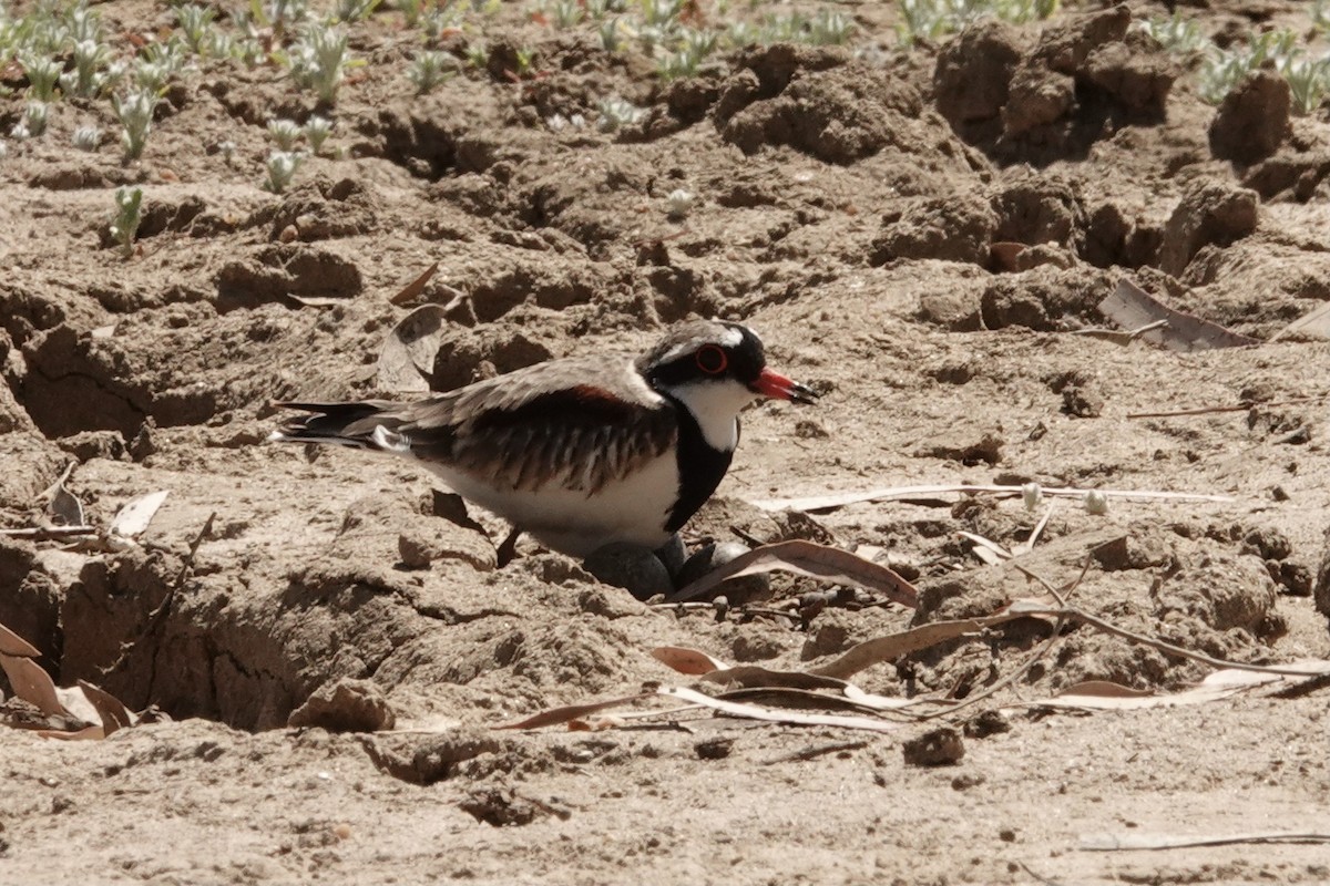 Black-fronted Dotterel - ML641536197