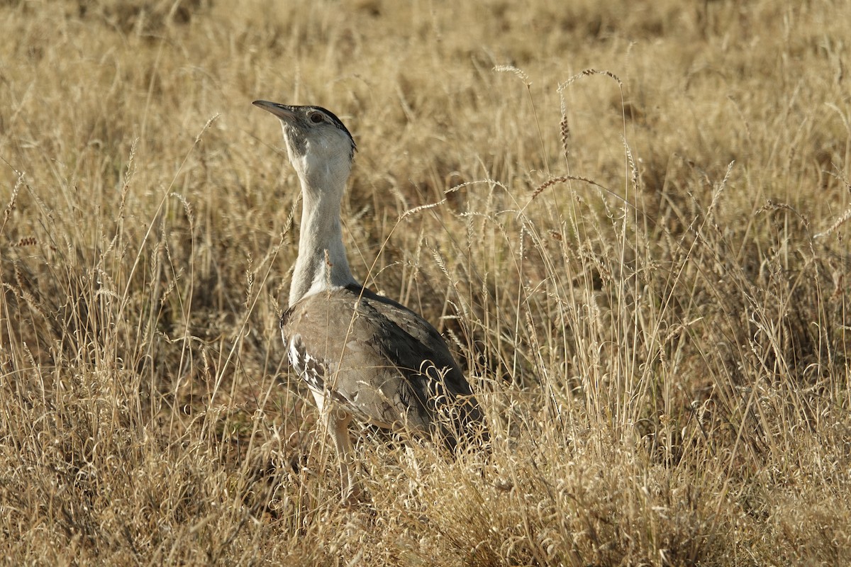 Australian Bustard - ML641536274