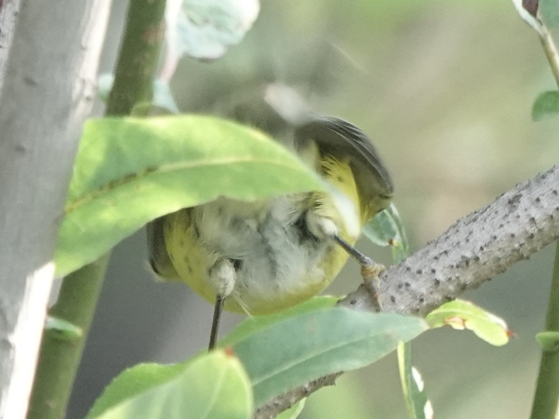 Magnolia Warbler - ML641536301