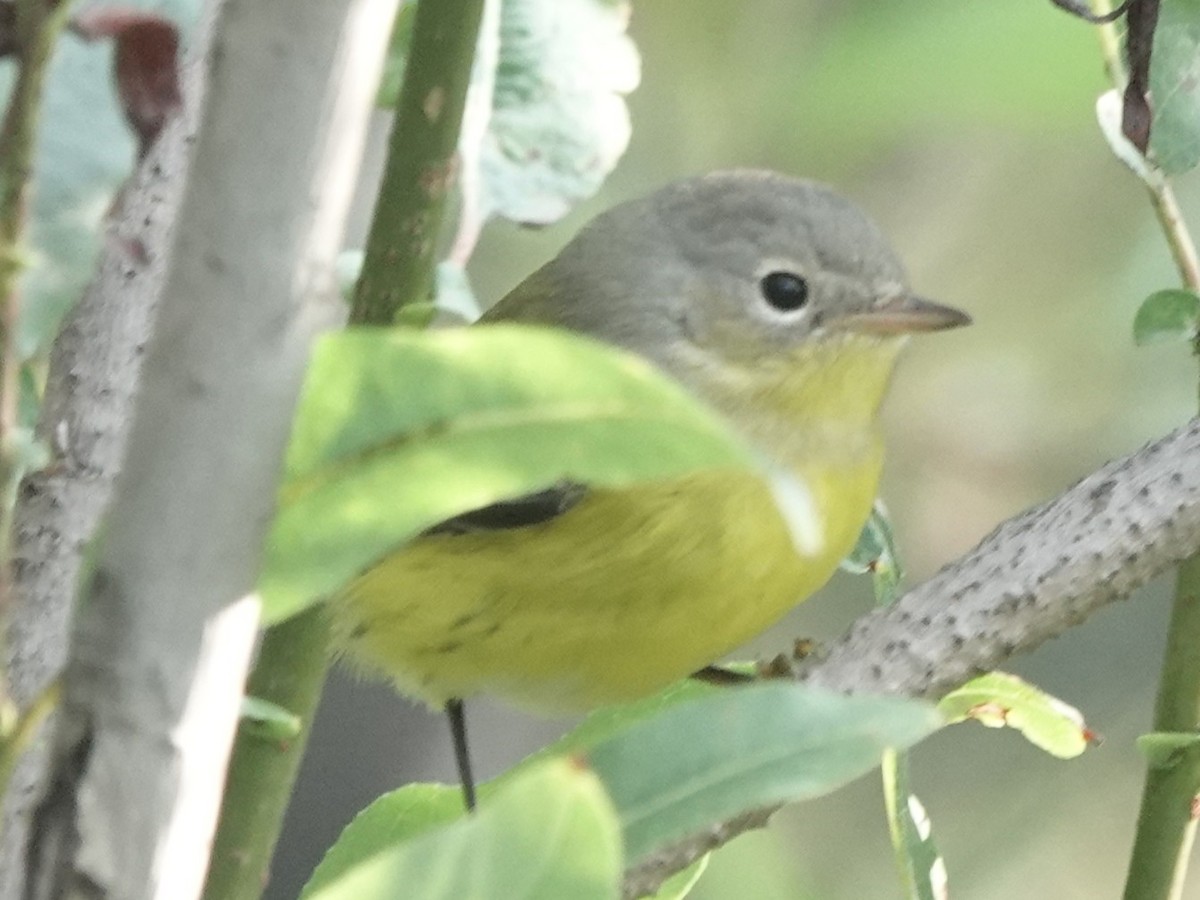 Magnolia Warbler - ML641536302