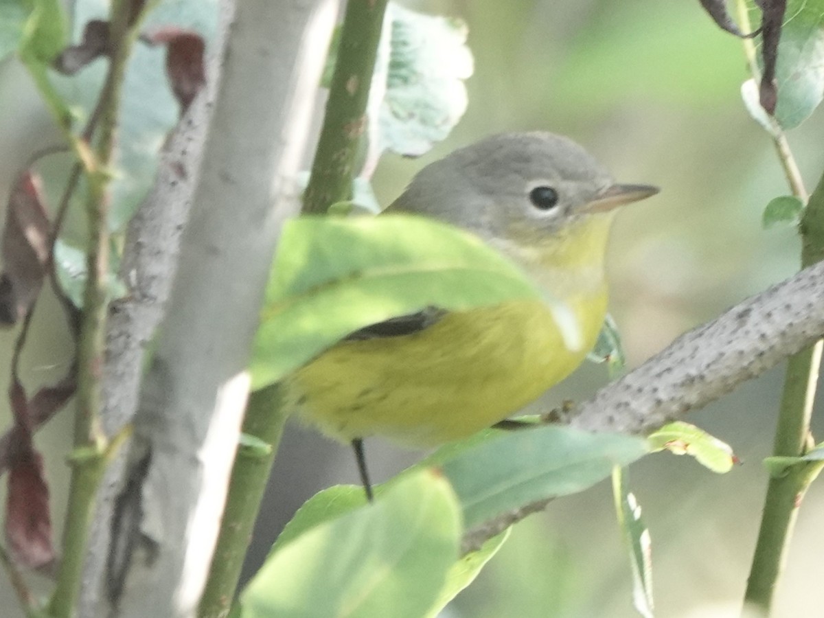 Magnolia Warbler - ML641536303