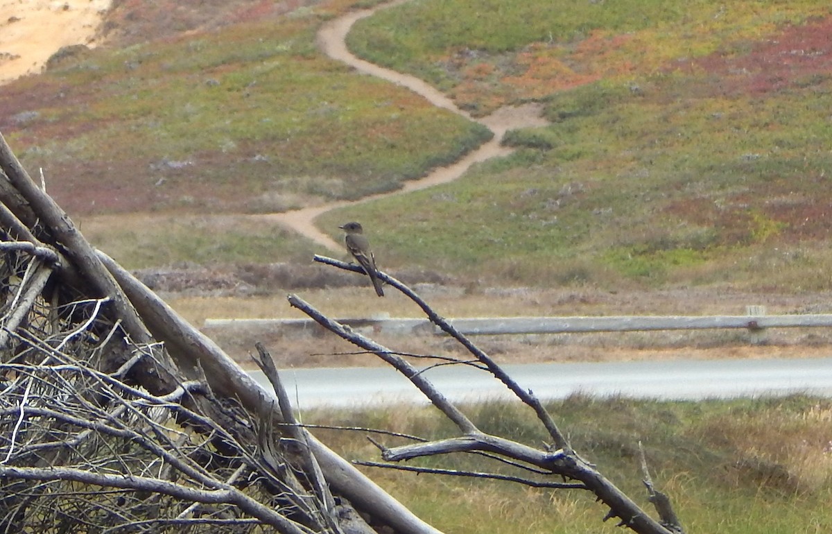 Willow Flycatcher - ML641536308