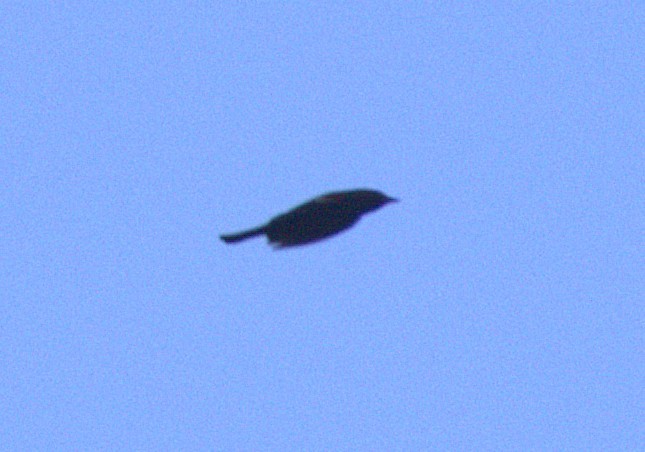 Tricolored Blackbird - ML641536338