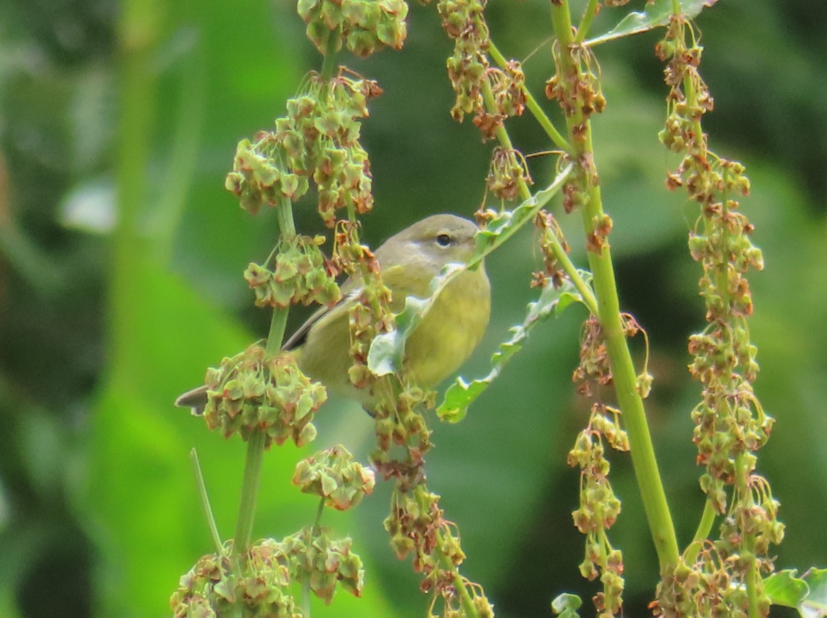 Orange-crowned Warbler - ML641536343