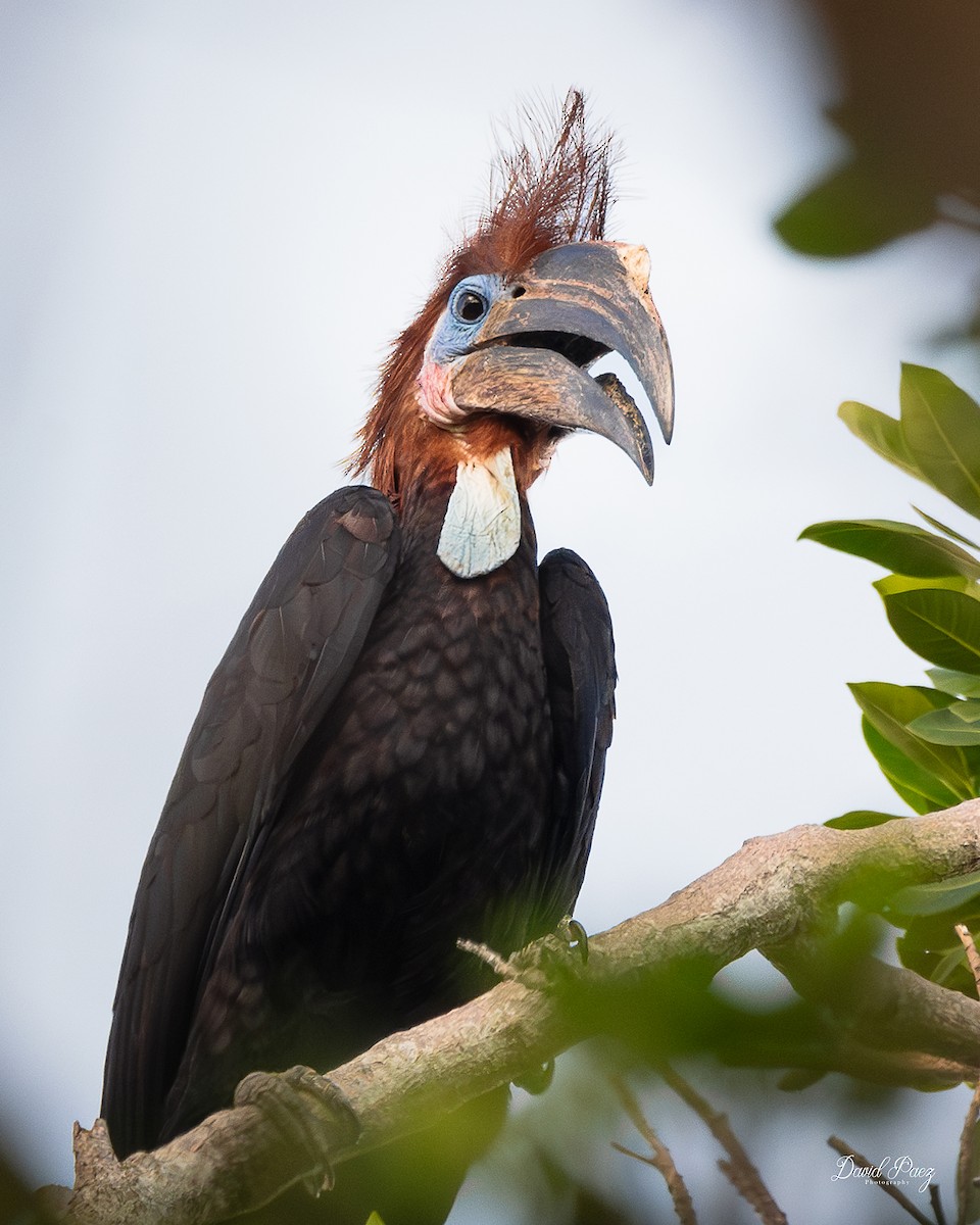 クロコブサイチョウ - ML641536355