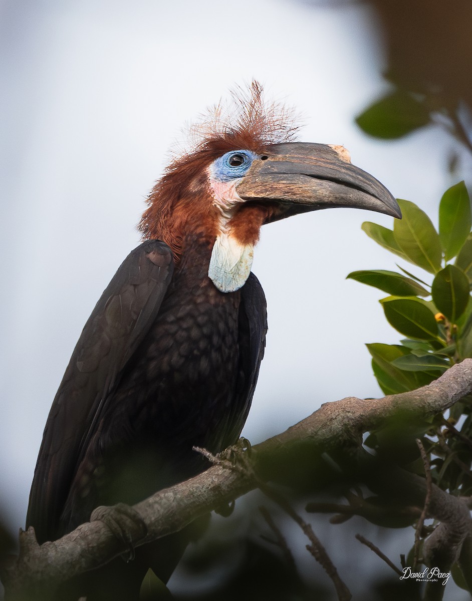 クロコブサイチョウ - ML641536356