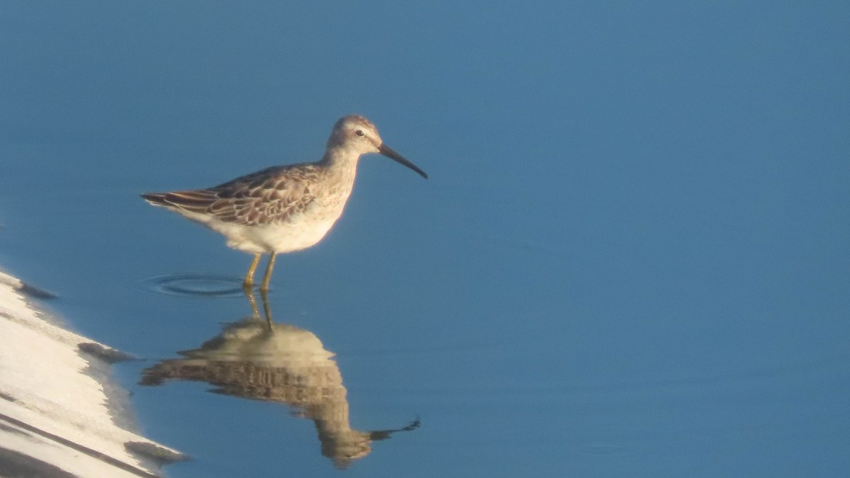 Stilt Sandpiper - ML641536389