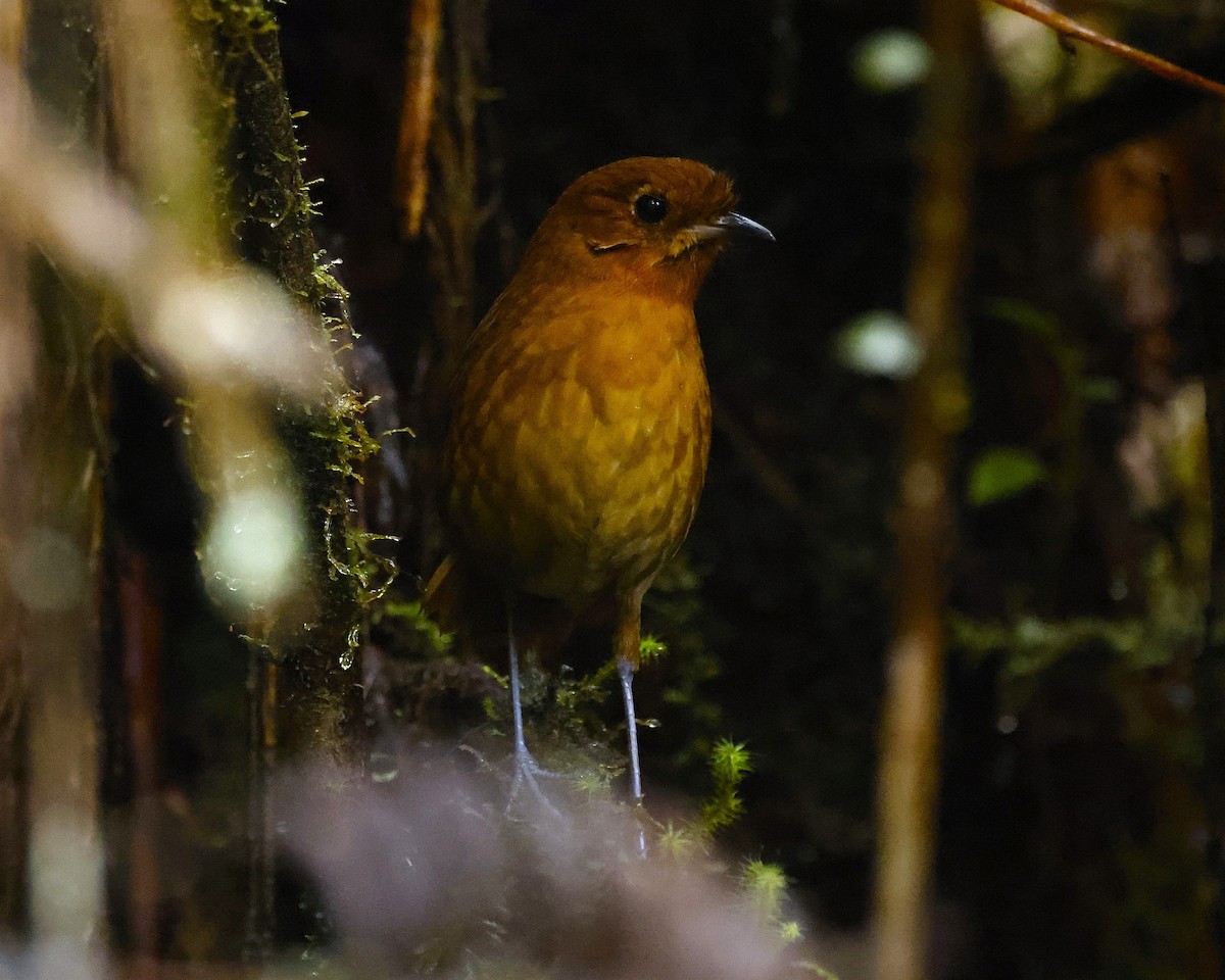 Muisca Antpitta - ML641536394