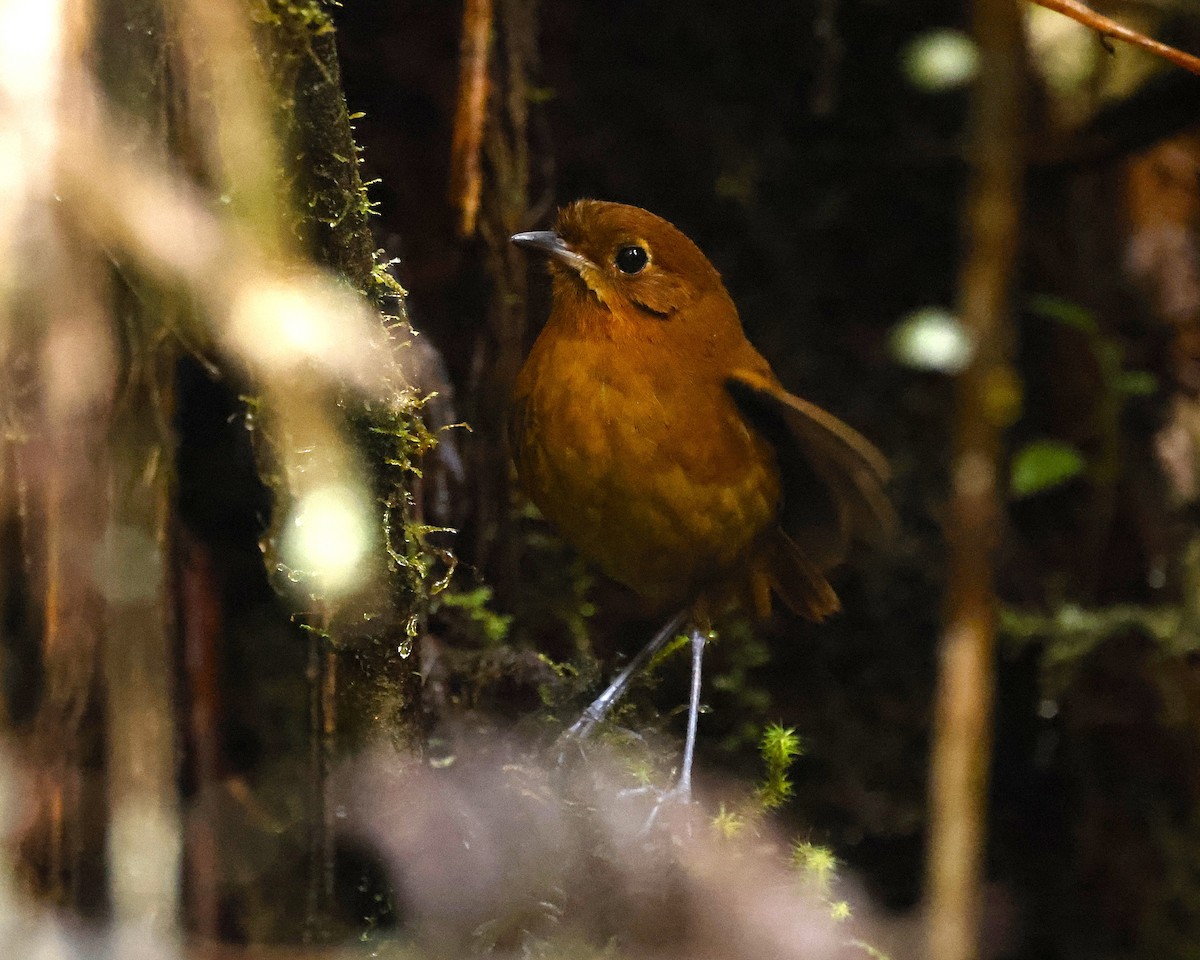 Muisca Antpitta - ML641536395
