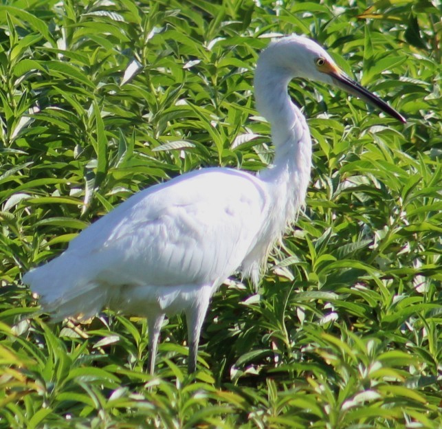 Snowy Egret - ML641536438