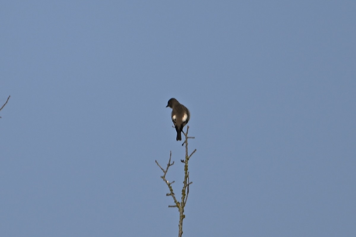 Olive-sided Flycatcher - ML641536439