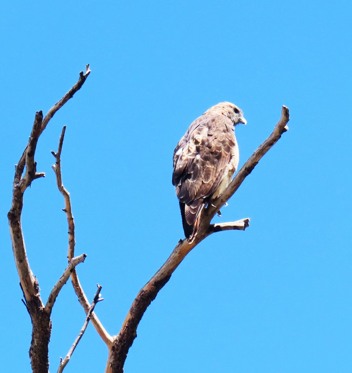 Red-tailed Hawk - ML641536444