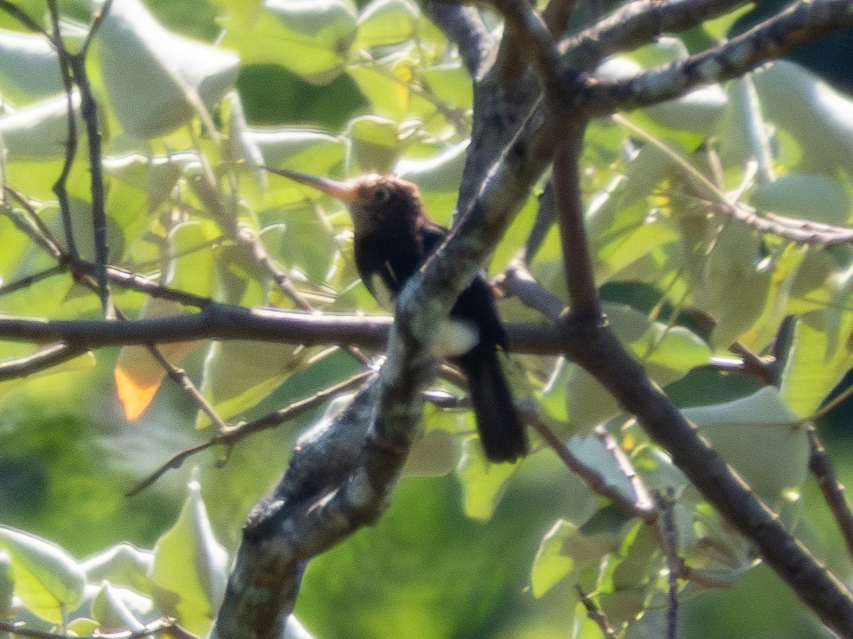 Brown Jacamar - ML641536447