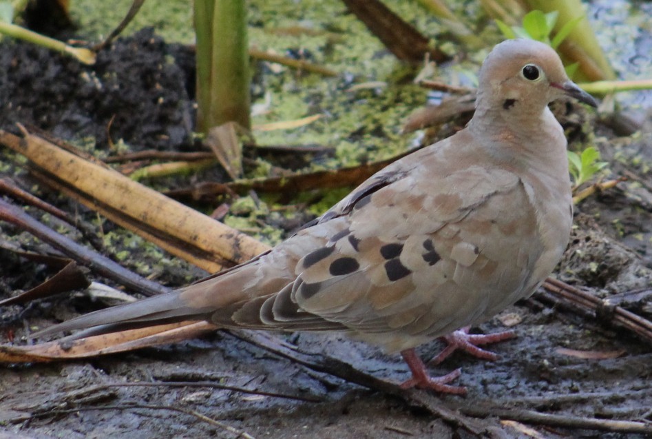 Mourning Dove - ML641536449