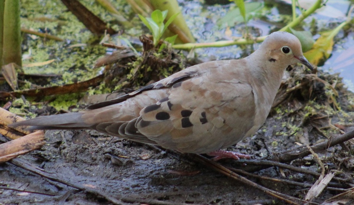 Mourning Dove - ML641536450