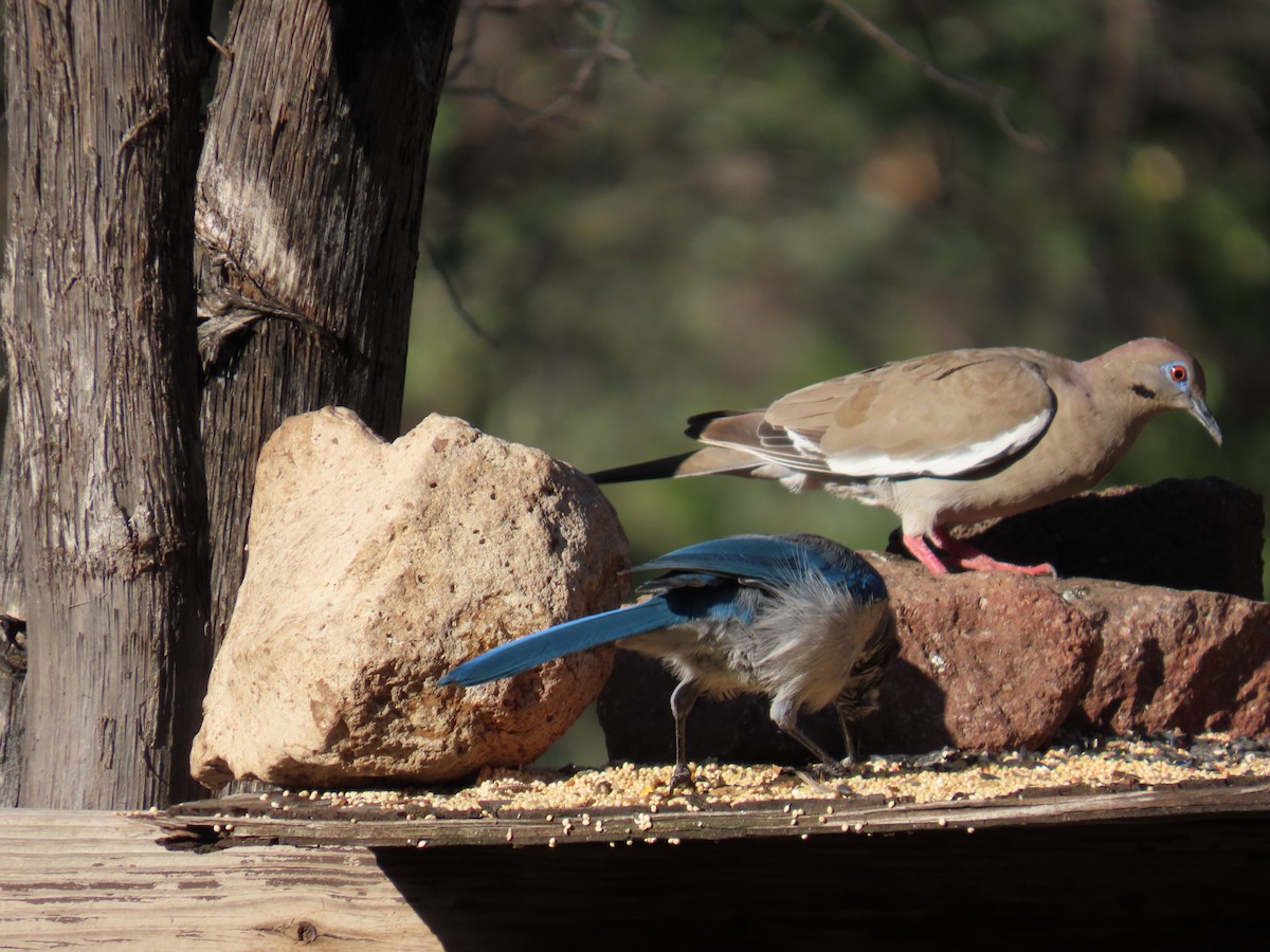 White-winged Dove - ML641536451