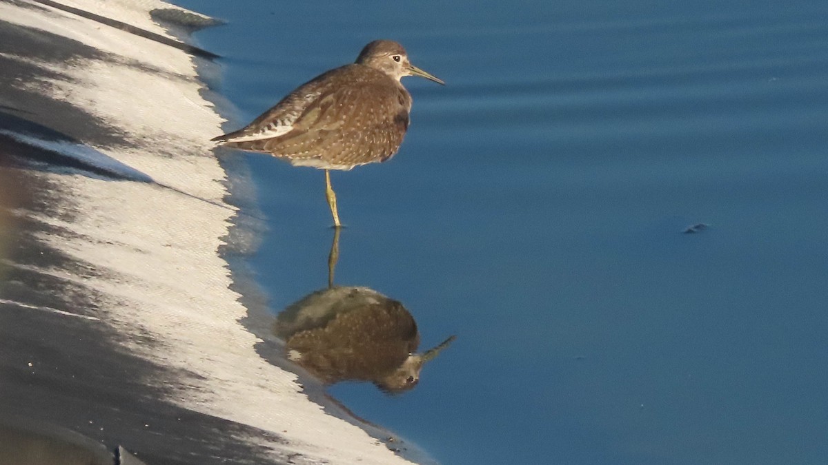Solitary Sandpiper - ML641536453