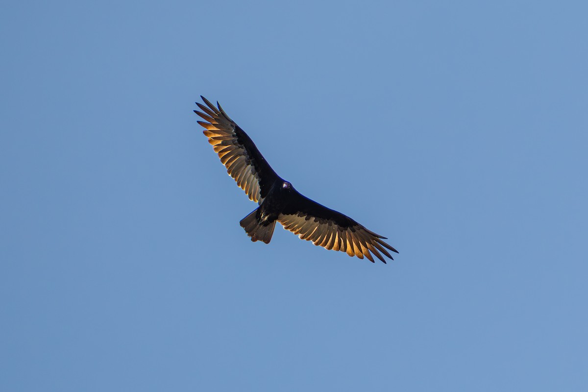 Turkey Vulture - ML641536454