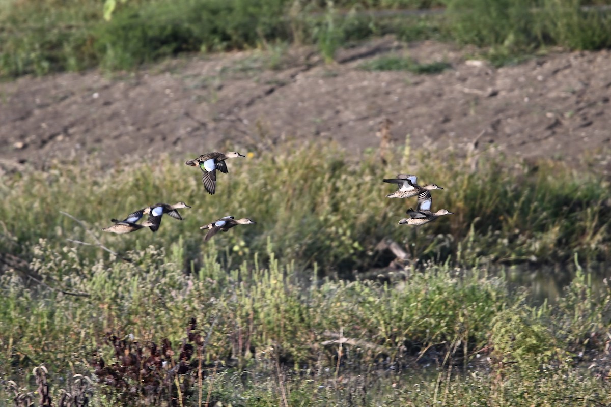 Blue-winged Teal - ML641536455