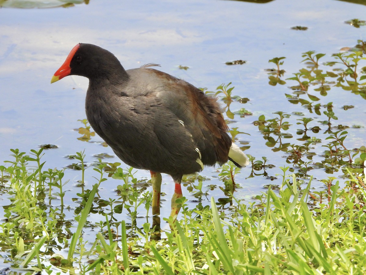 Common Gallinule - ML641536457