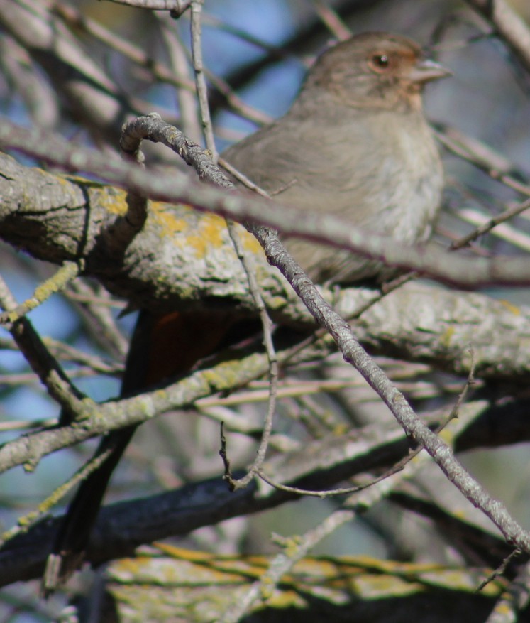 California Towhee - ML641536459