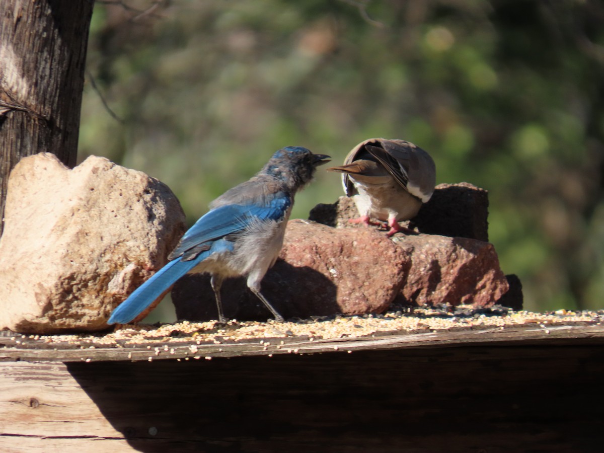 Woodhouse's Scrub-Jay - ML641536472