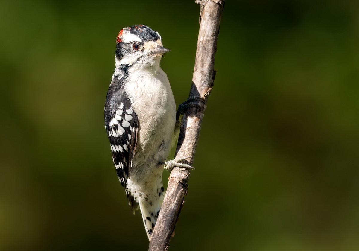 Downy Woodpecker - ML641536477