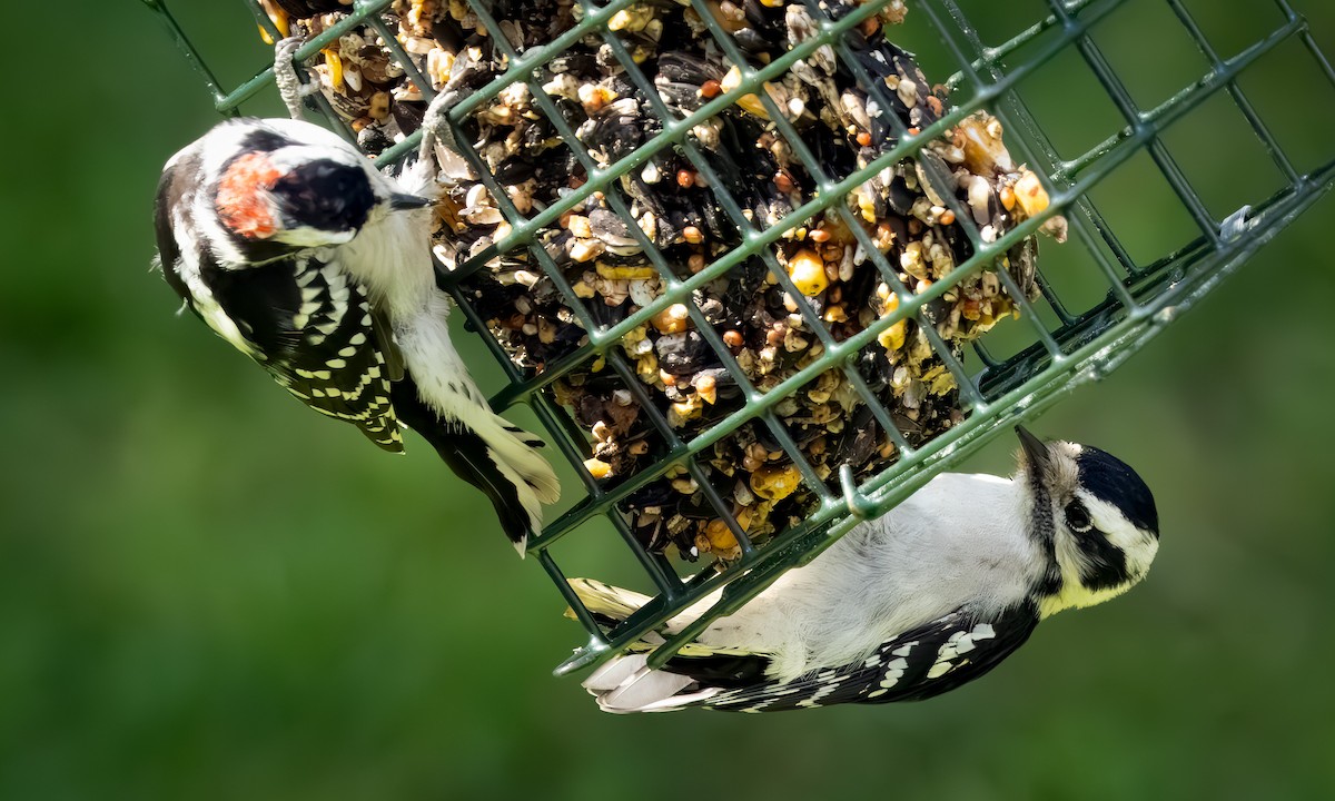 Downy Woodpecker - ML641536478