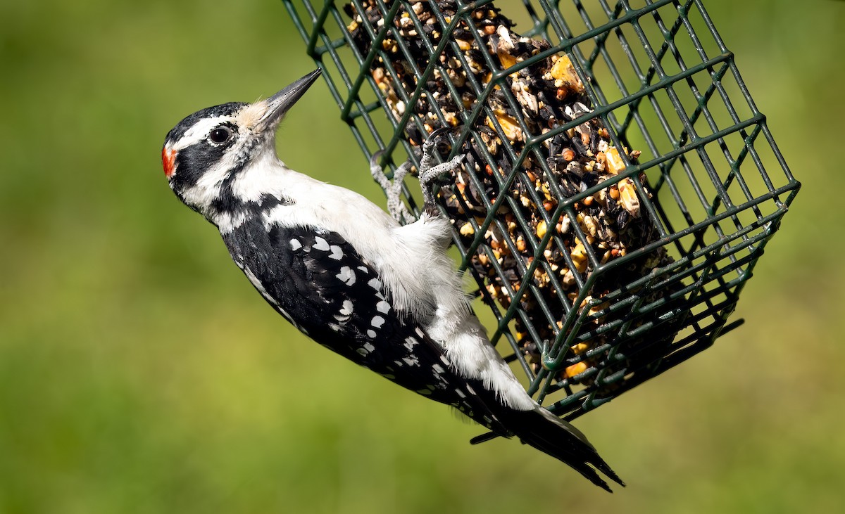 Hairy Woodpecker - ML641536487
