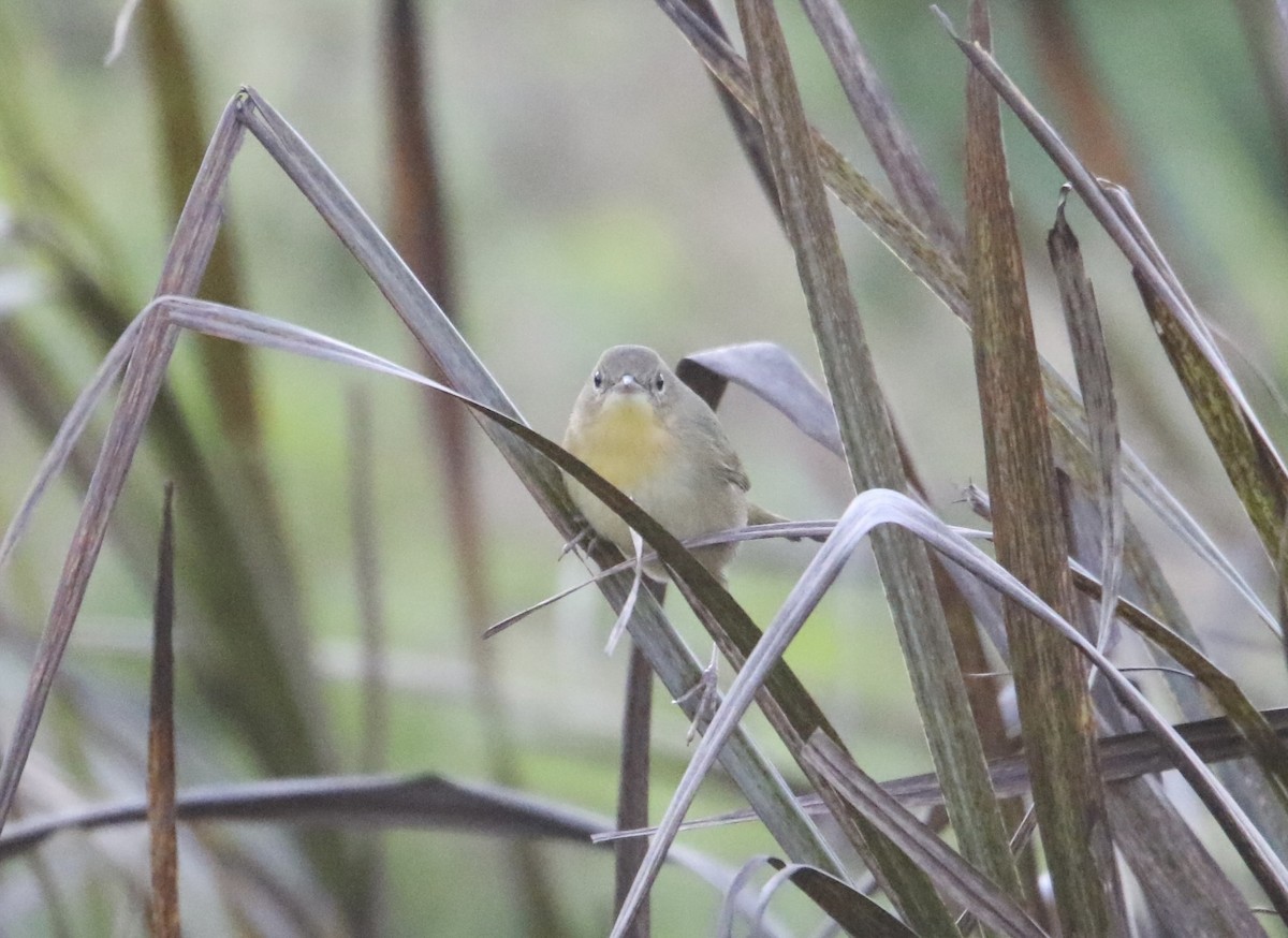 Common Yellowthroat - ML641536496
