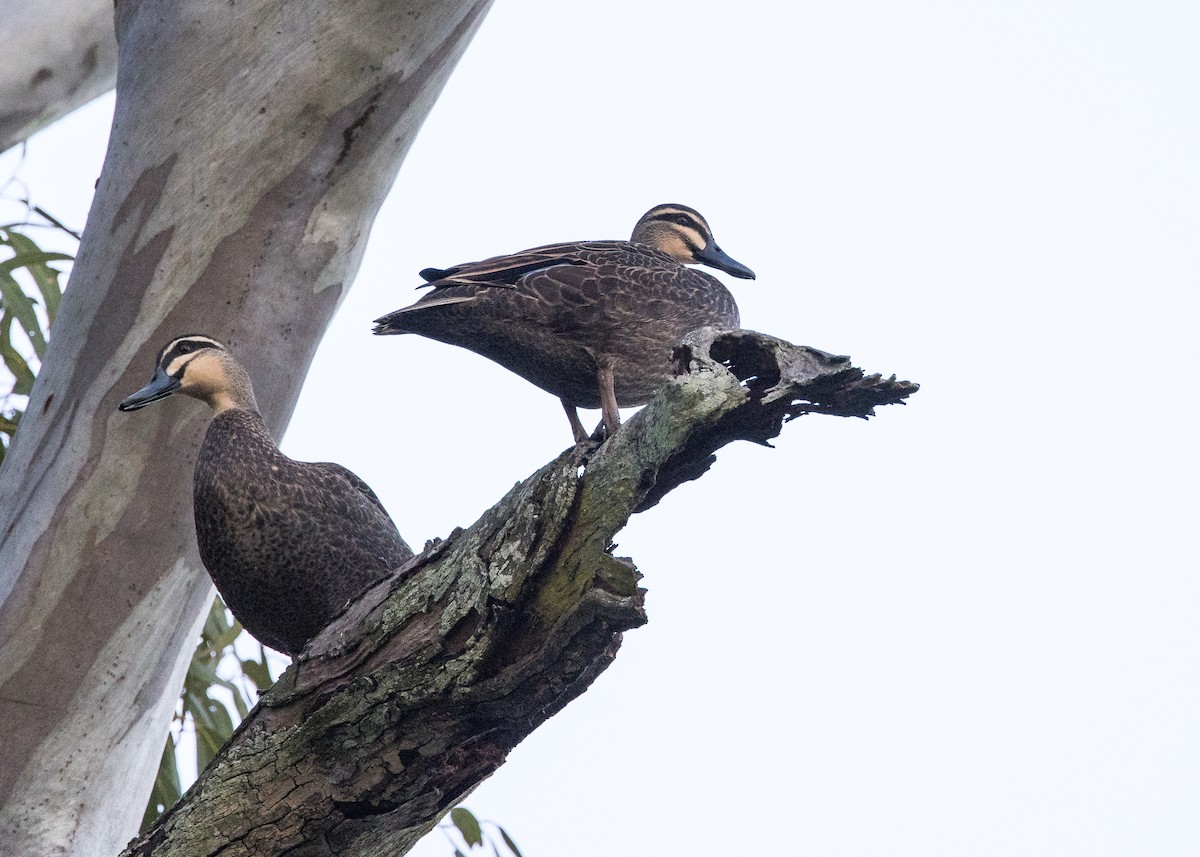 Pacific Black Duck - ML641536521